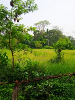 অল্প মূল্যে পূর্বাচলে ৯০ শতক জমি বাগান বাড়ি-ফার্ম হাউসের জন্য উপযোগী