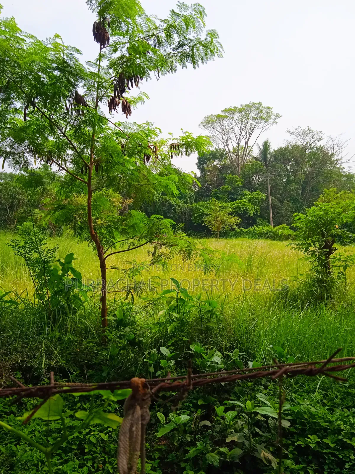অল্প মূল্যে পূর্বাচলে ৯০ শতক জমি বাগান বাড়ি-ফার্ম হাউসের জন্য উপযোগী