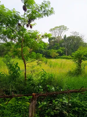 অল্প মূল্যে পূর্বাচলে ৯০ শতক জমি বাগান বাড়ি-ফার্ম হাউসের জন্য উপযোগী