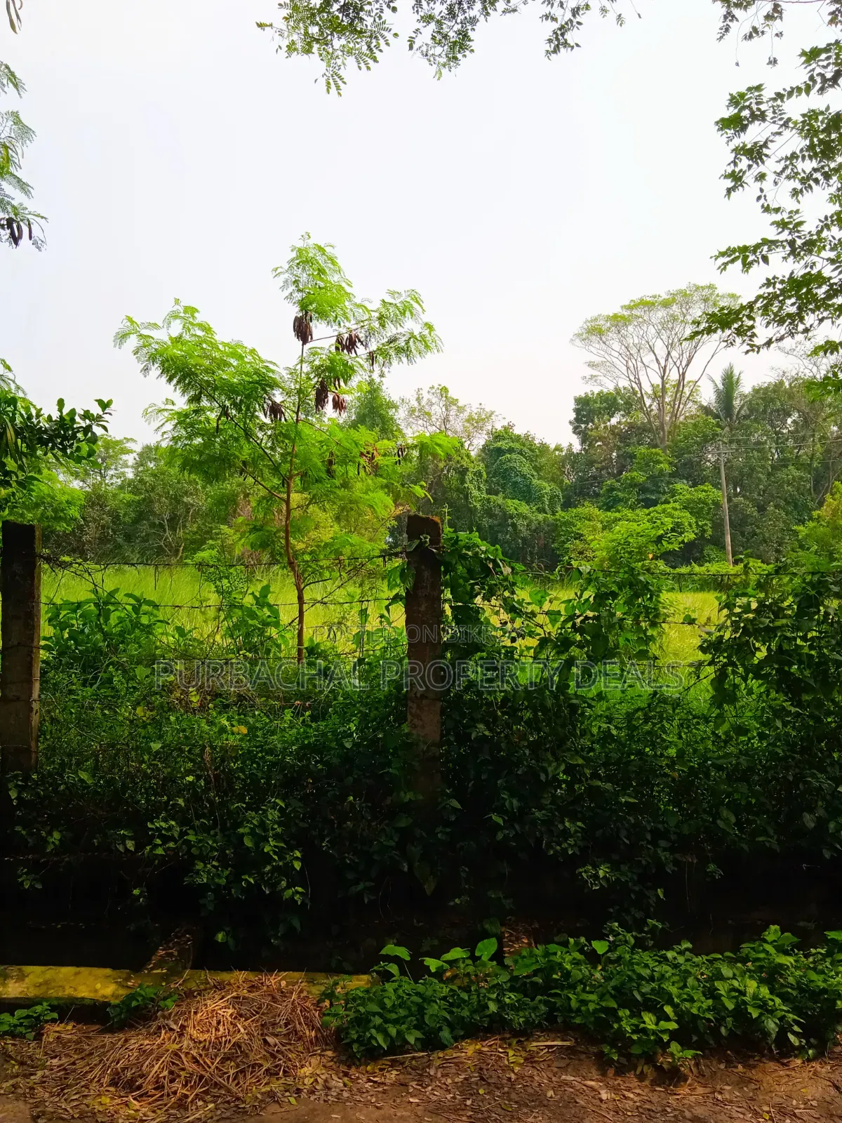 অল্প মূল্যে পূর্বাচলে ৯০ শতক জমি বাগান বাড়ি-ফার্ম হাউসের জন্য উপযোগী