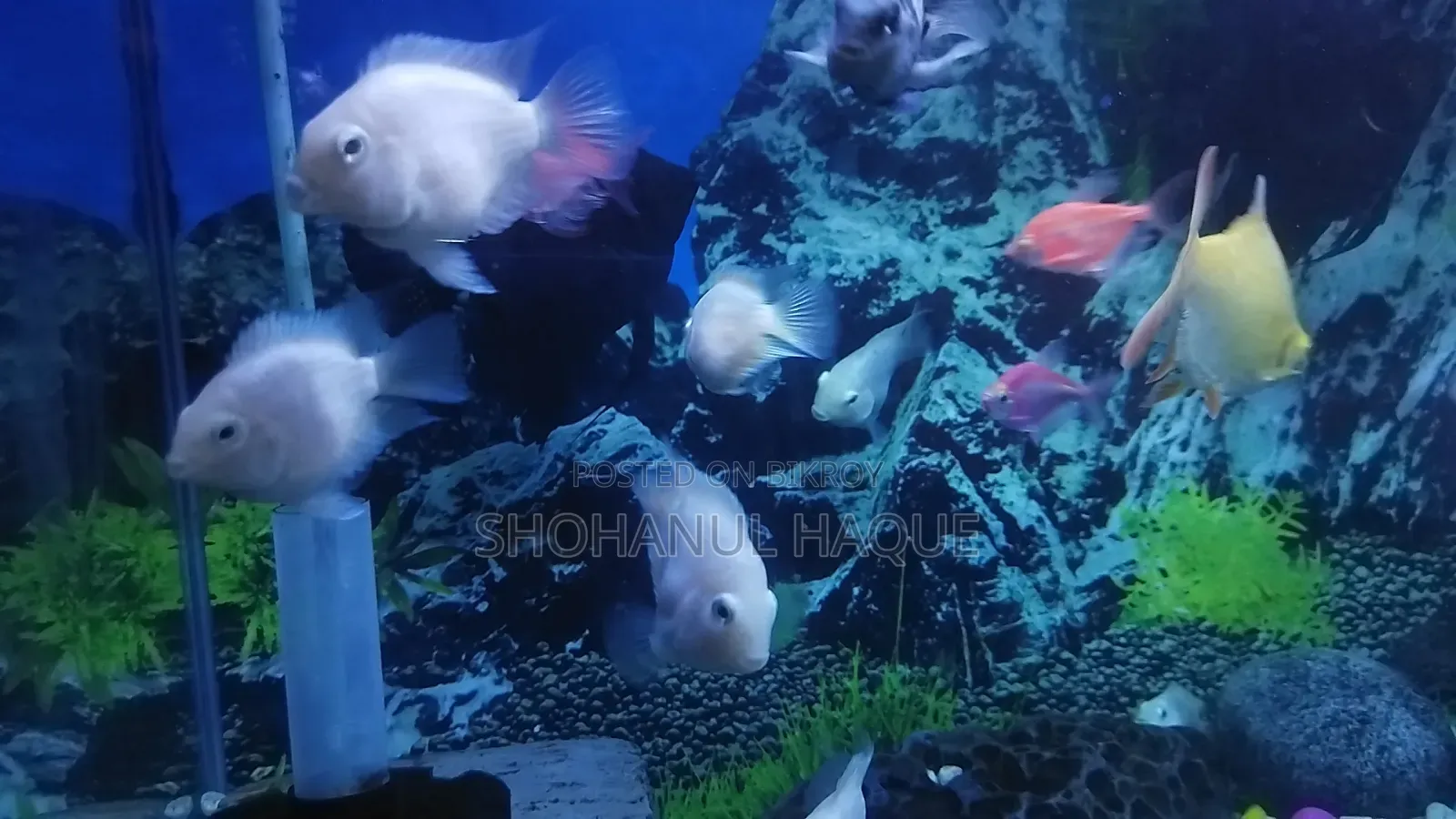 Polar Parrot White