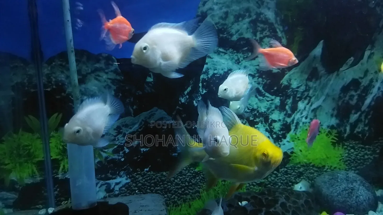 Polar Parrot White