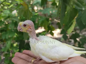 লুটিনো ককাটেল বেবি