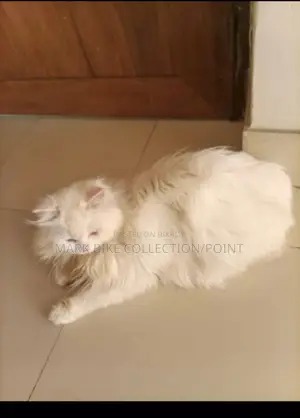 ১+ বছরের পুরুষ পিওরব্রেড পার্সিয়ান বিড়াল