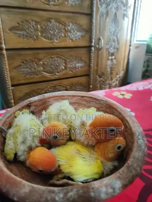 Tame Size Lovebird for Sale