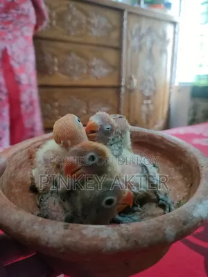 Tame Size Lovebird for Sale