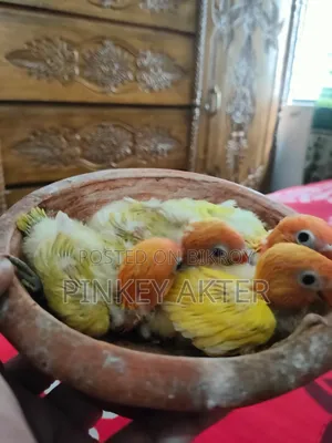 Tame Size Lovebird for Sale
