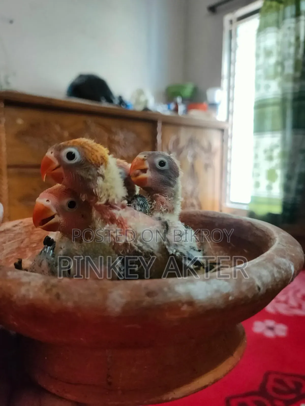 Tame Size Lovebird for Sale
