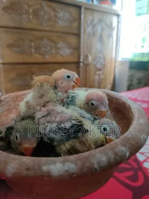 Tame Size Lovebird for Sale