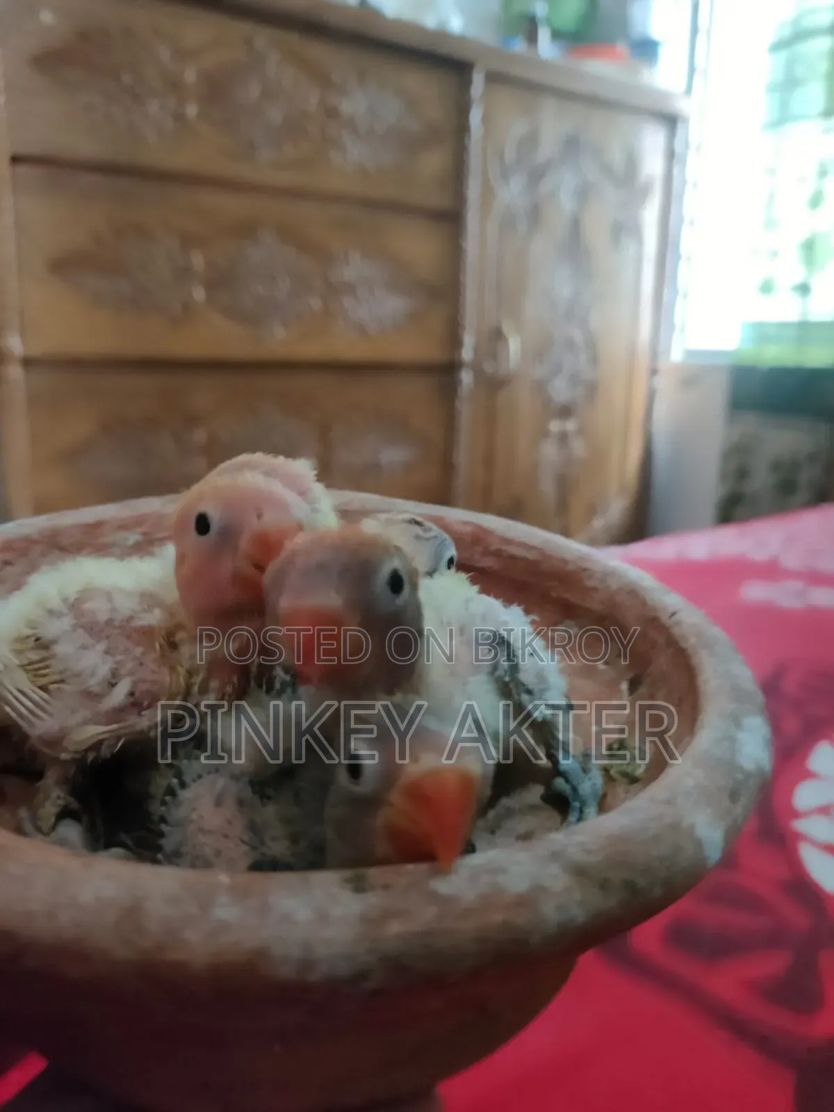Tame Size Lovebird for Sale