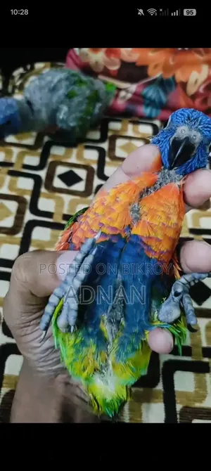 রেড কলারড লোরিকিট