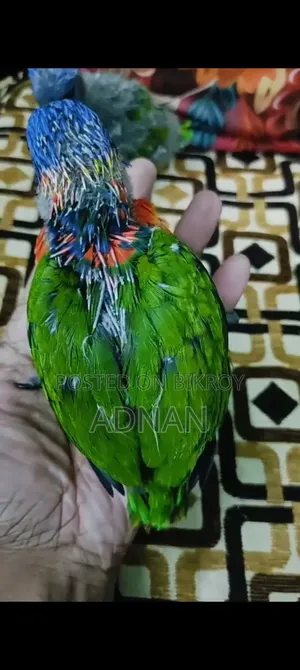 রেড কলারড লোরিকিট