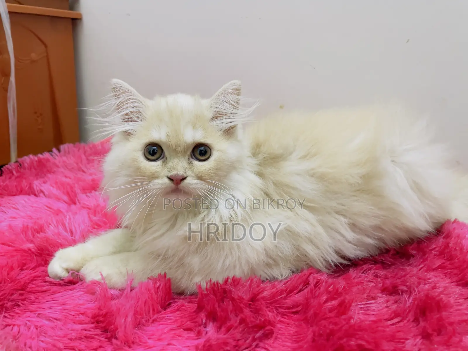 1-3 Months Male Purebred Persian