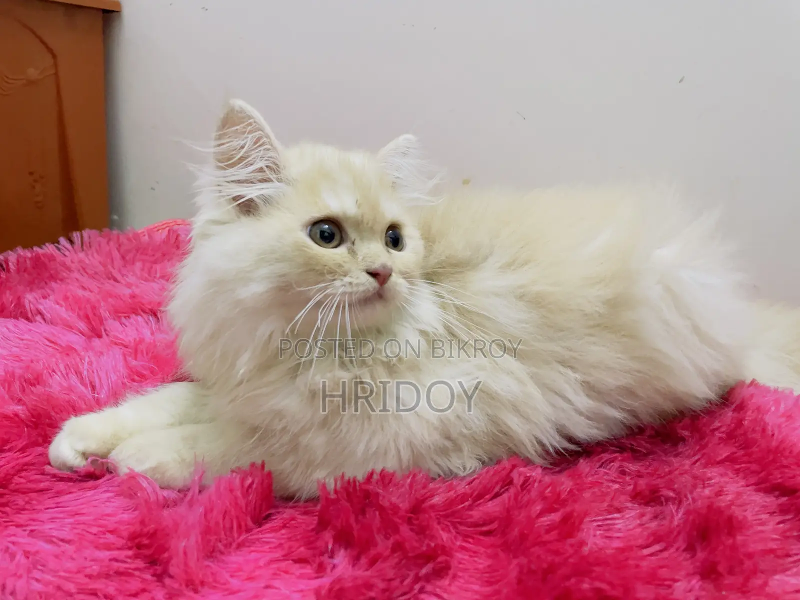 1-3 Months Male Purebred Persian
