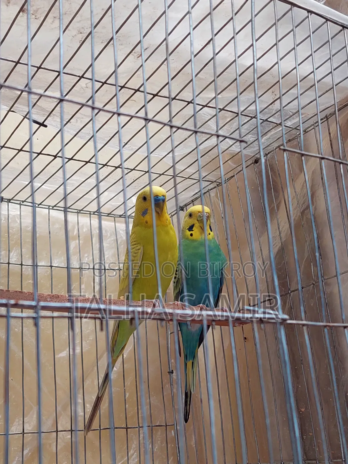  সুন্দর ও সুস্থ বাজরিগার জোড়া (Breeding Pair) বিক্রয়