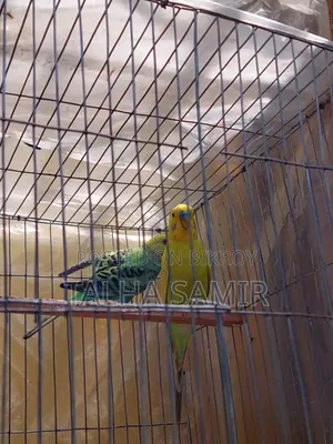  সুন্দর ও সুস্থ বাজরিগার জোড়া (Breeding Pair) বিক্রয়