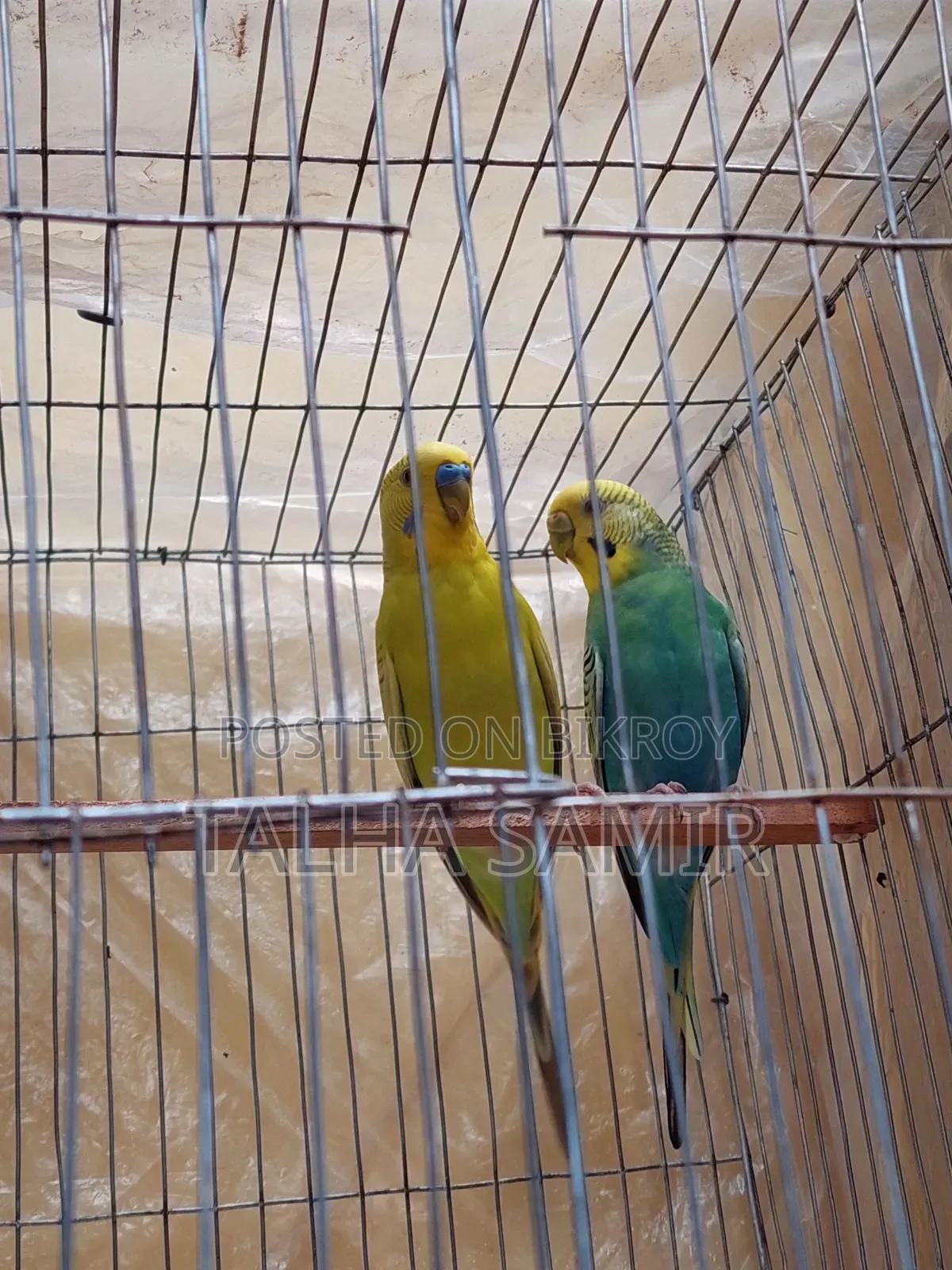  সুন্দর ও সুস্থ বাজরিগার জোড়া (Breeding Pair) বিক্রয়