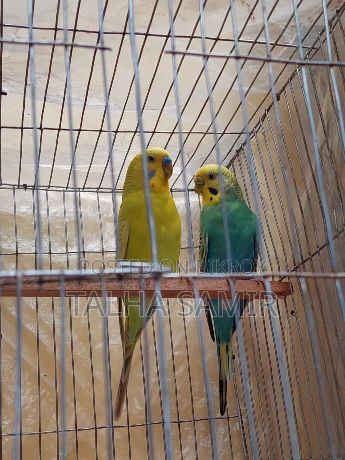  সুন্দর ও সুস্থ বাজরিগার জোড়া (Breeding Pair) বিক্রয়