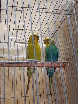  সুন্দর ও সুস্থ বাজরিগার জোড়া (Breeding Pair) বিক্রয়