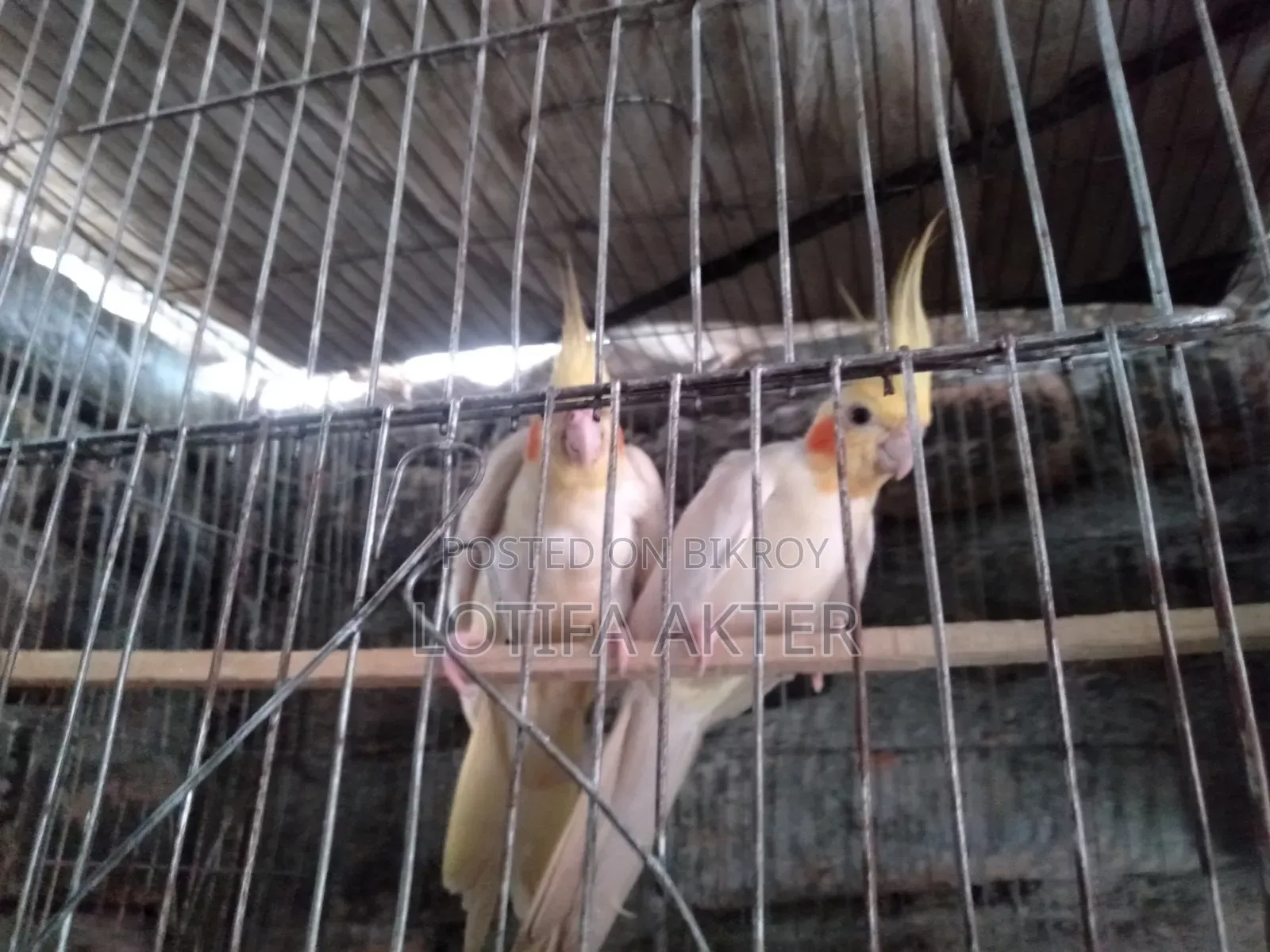Lutino Cockatiel Bird