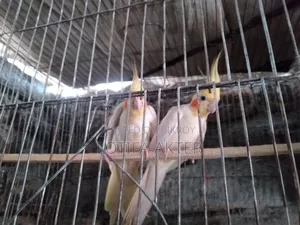 Lutino Cockatiel Bird