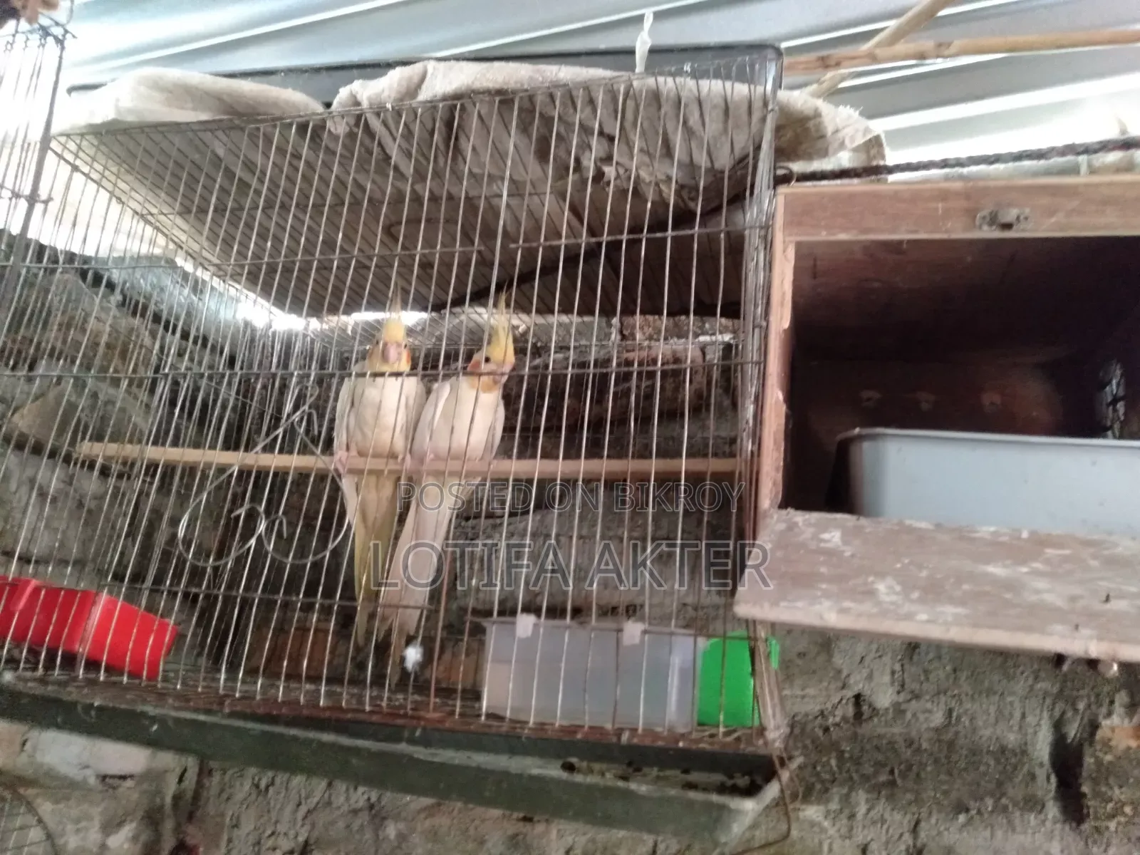 Lutino Cockatiel Bird