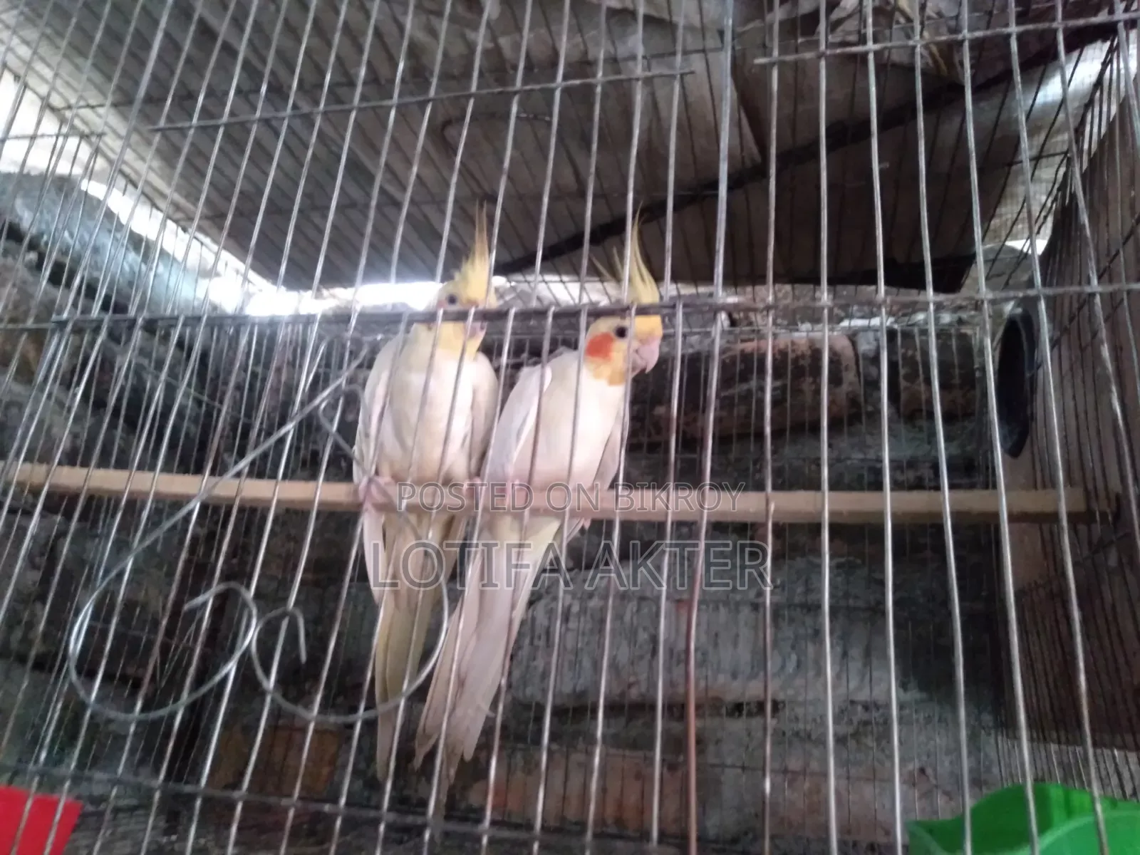 Lutino Cockatiel Bird