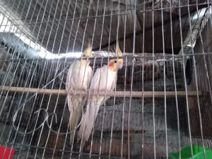 Lutino Cockatiel Bird