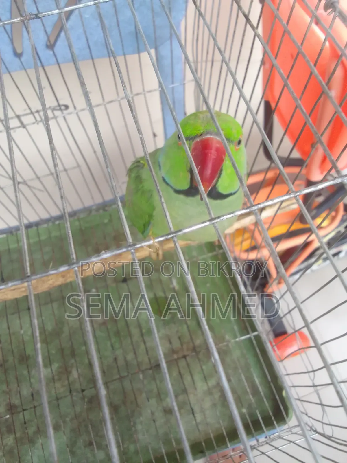 Indian Ringneck Parrot Male