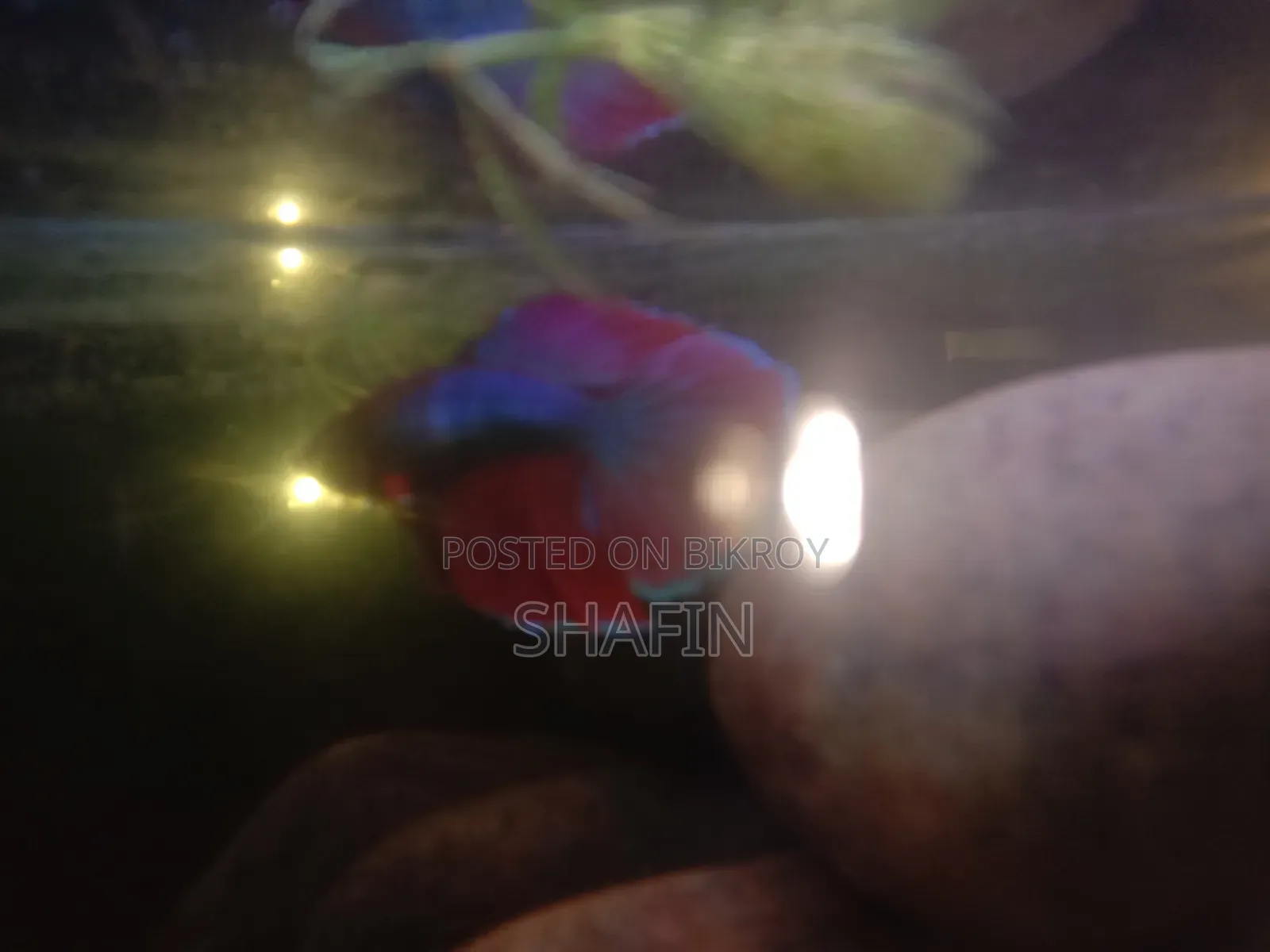 Betta Fish