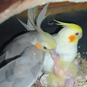 Cockatiel Running Pair