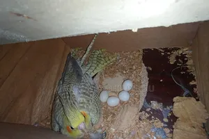 Cockatiel Running Pair