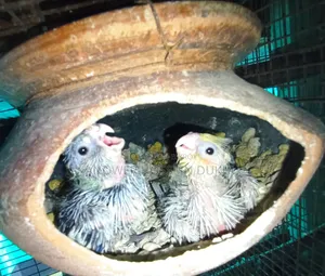 Cockatiel Running Pair