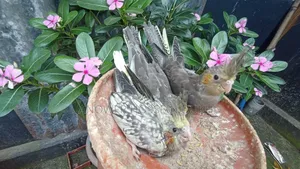 Cockatiel Running Pair