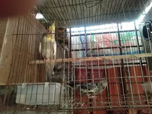 Cockatiel Lutino Pair
