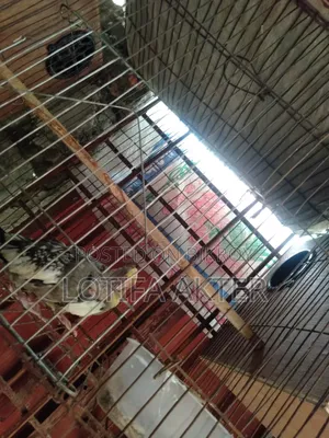 Cockatiel Lutino Pair