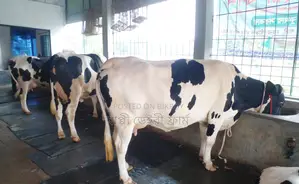 ৩টি গাভী বিক্রয় হবে দুধের গ্যারান্টি আছে ।(১২৪৪নং)