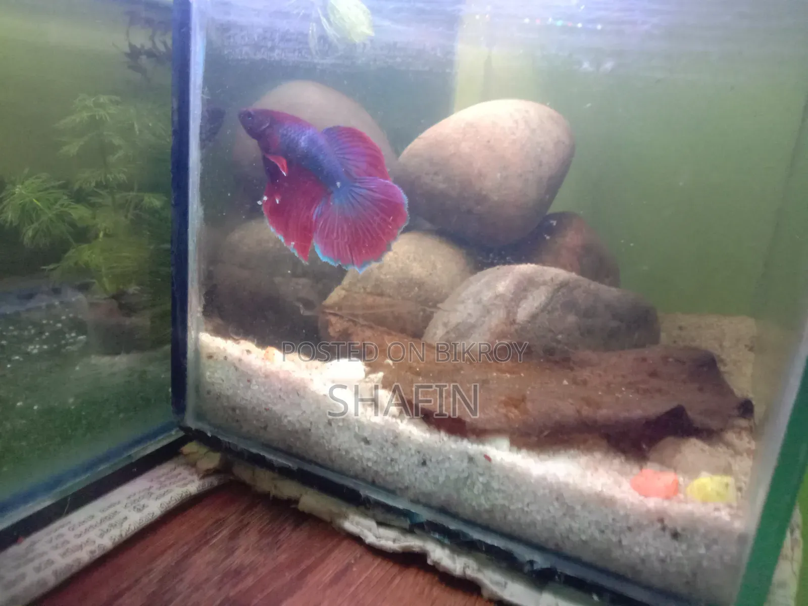 Betta Fish