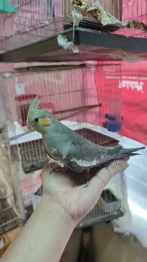 Cockatiel Tame Baby