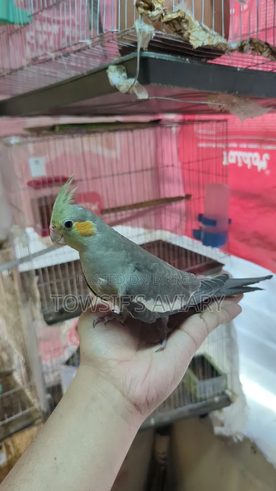 Cockatiel Tame Baby
