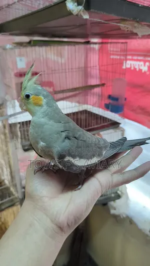 Cockatiel Tame Baby