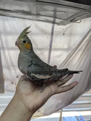 Cockatiel Tame Baby