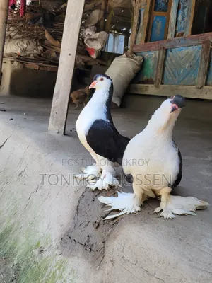 কালো সিরাজি বিগ সাইজ