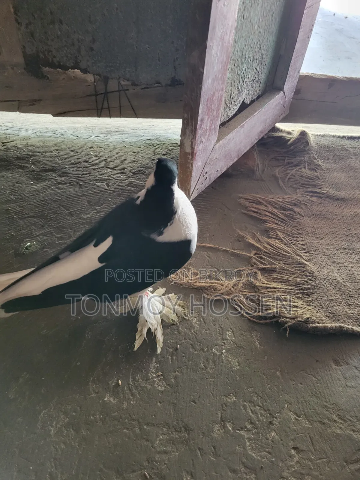 কালো সিরাজি বিগ সাইজ