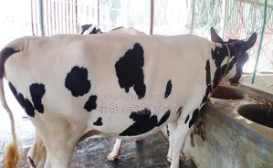 ১২৪৫ নং বকনা উন্নত জাতের পোষার জন্য ভালো হবে ।