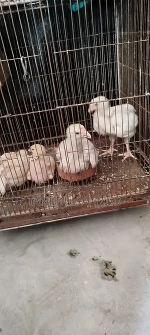 ৪ পিস মুরগি