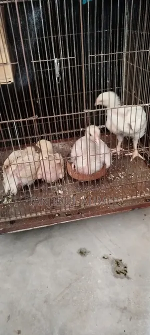 ৪ পিস মুরগি