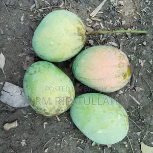 ​ রাজশাহীর খাঁটি ও কেমিক্যালমুক্ত আম সরাসরি বাগান থেকে আপনার দরজায়