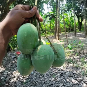 Rajshahi's authentic and chemical-free mangoes directly from the orchard to your door