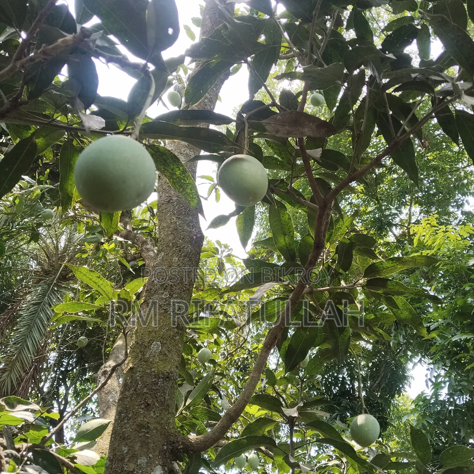 Rajshahi's authentic and chemical-free mangoes directly from the orchard to your door
